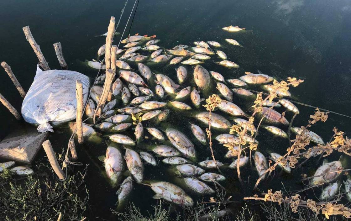 بەڕێوەبەری کشتوکاڵیی تەقتەق: بەهۆی لافاوەوە زیانێکی زۆرمان بەرکەوتووە